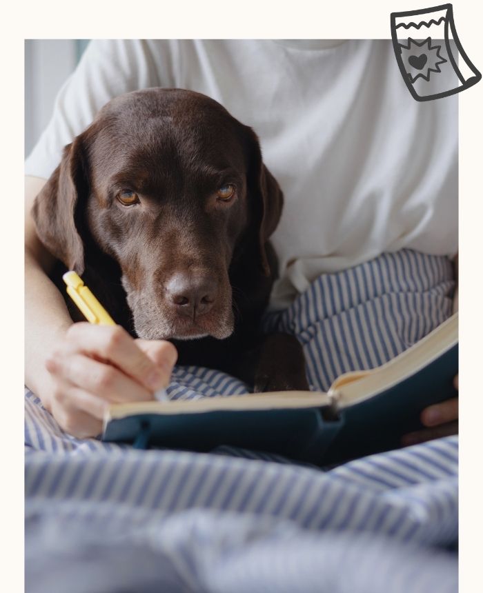 bilan_comportemantal_chien_corse