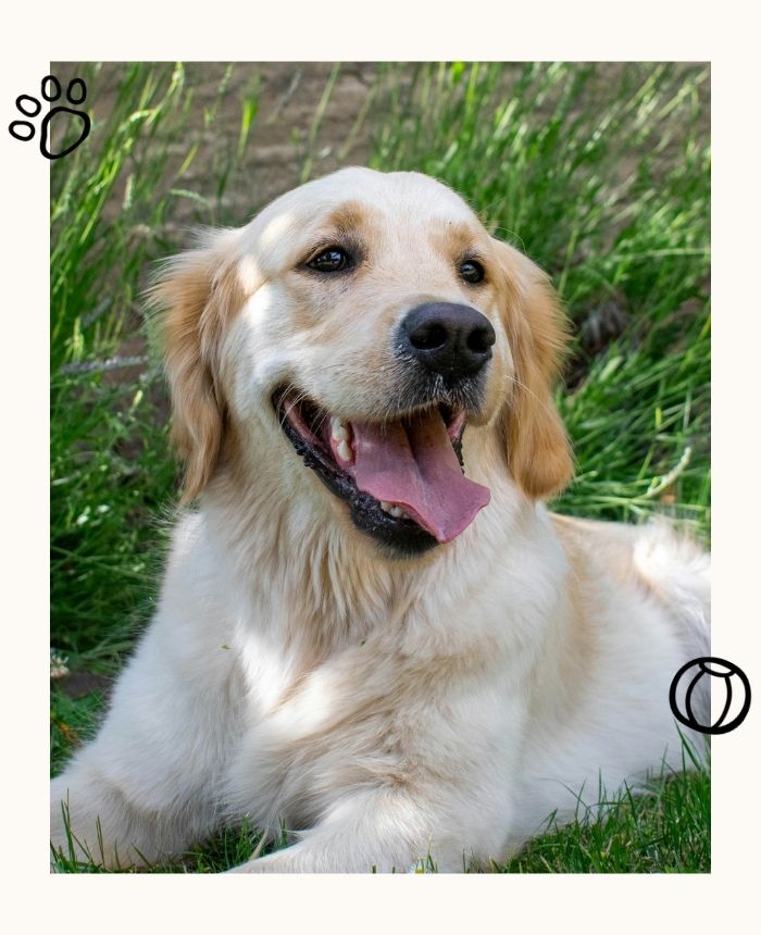 educateur_comportementaliste_canin_corse