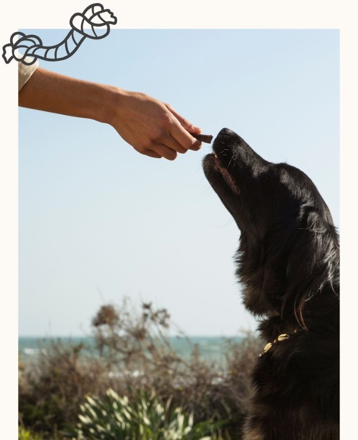 education_comportementale_chien_corse