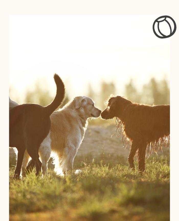 balade_chien_groupe_haute_corse