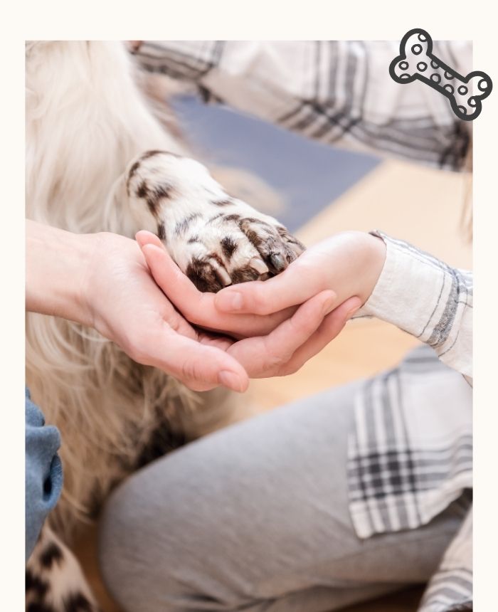 conseil_adoption_chien_corse