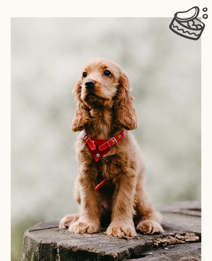 conseil_chiot_corse