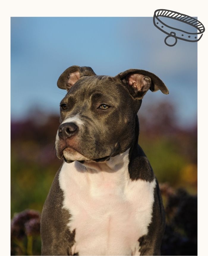 formation_chien_categorie_corse