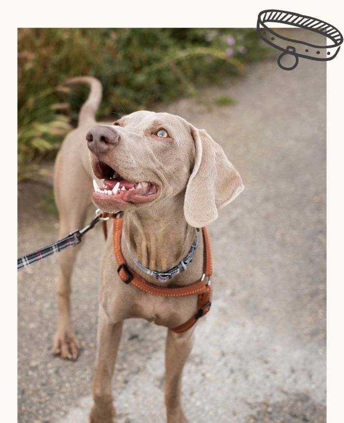 garderie_chien_balade_haute_corse