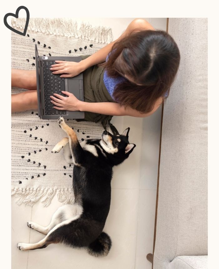 formation en ligne dog sitting