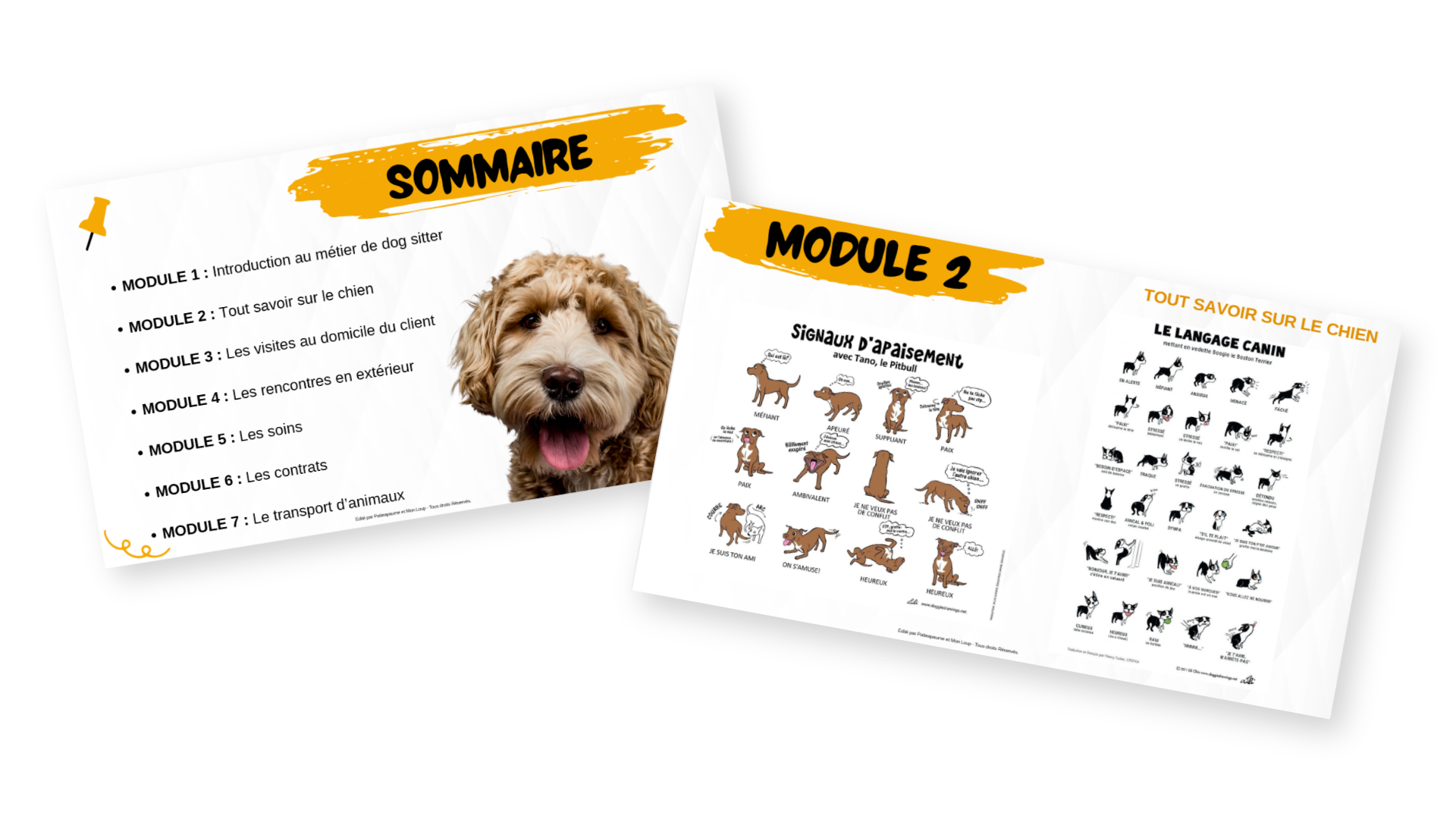 modules formation dog sitter