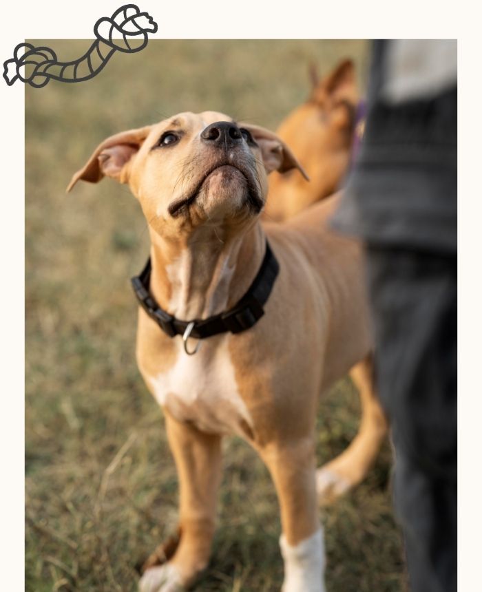 accompagnement professionnel dogsitter