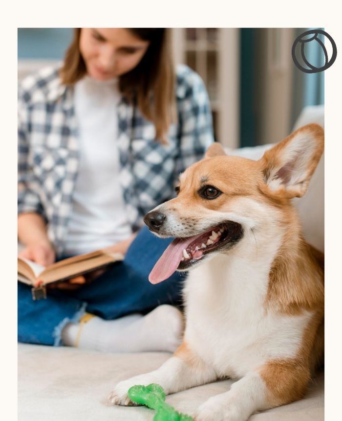 accompagnement professionnel dogsitting